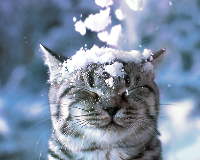 Illustration for article titled Snow Happens